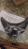 Силиконовый воротник с мягким биогелем
